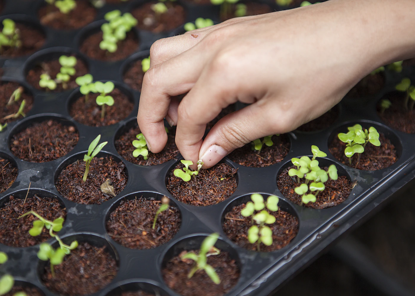 A hand tending young vegetable seedlings