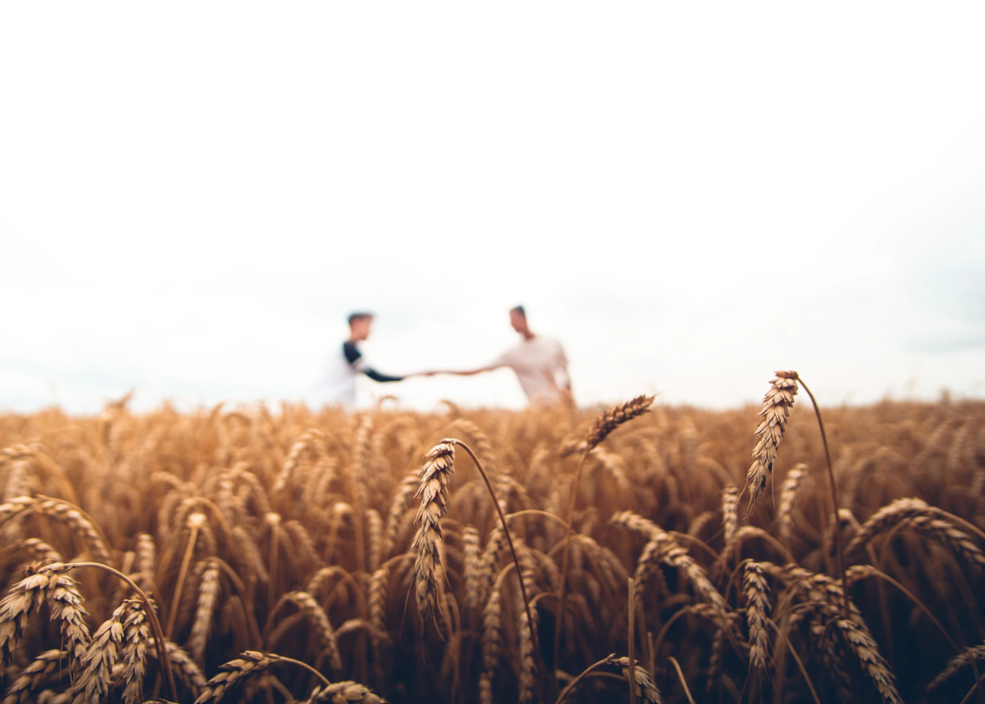 Wheat crop growing in a field