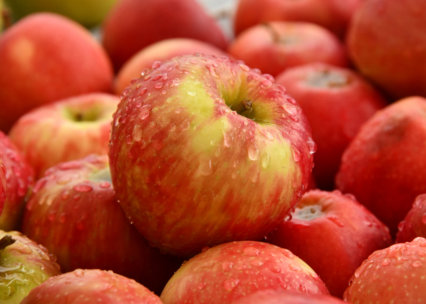 Fresh apples selected for quality