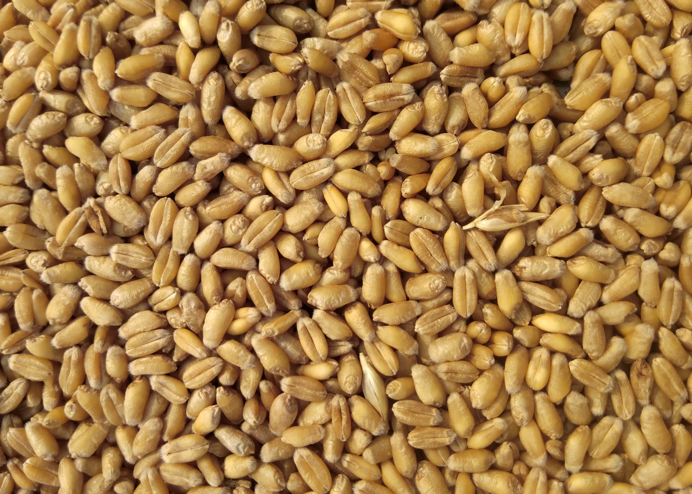 Close-up of wheat grains